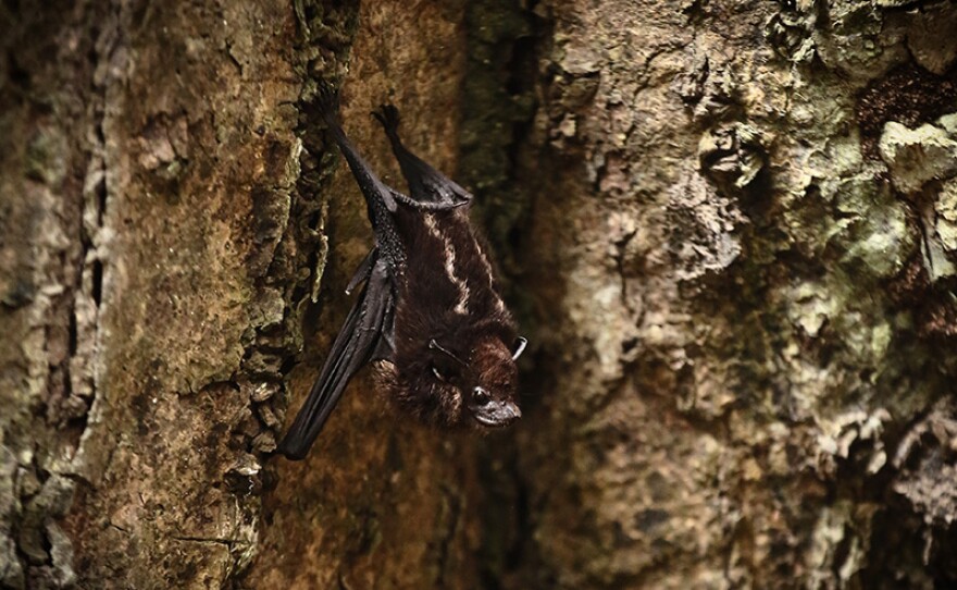 A sac-winged bat roosting on a Ficus tree. Yasuni Biosphere Reserve, Ecuador.