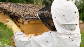 A beekeeper in protective suit lifts crates of bees.