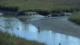 Birds are pictured feeding in standing water at the Tijuana Estuary, March 11, 2015. 