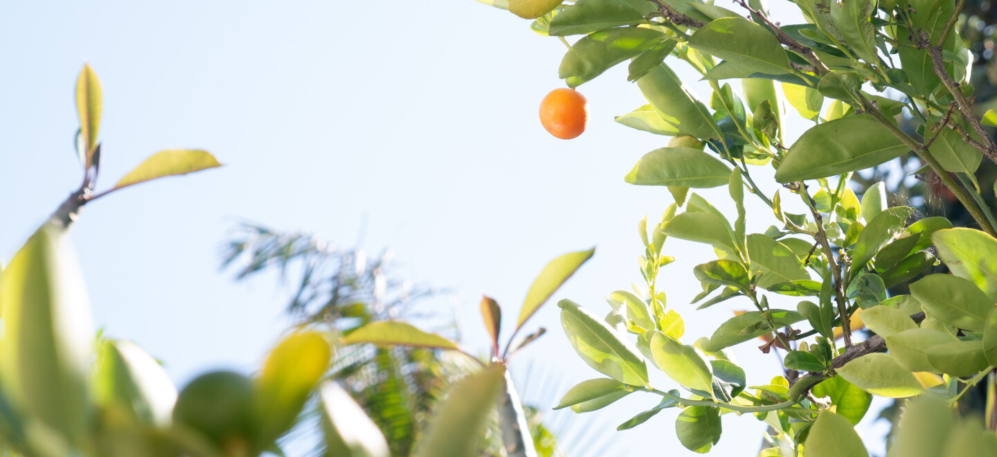 Calamansi fruits grow in Alfonso Villamora's Spring Valley backyard. Photo taken June 7, 2026.