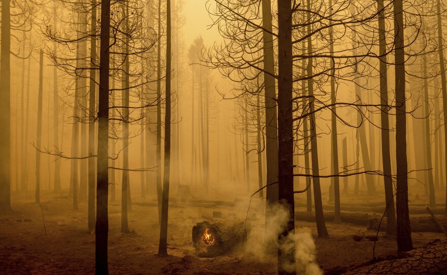 Following the Dixie Fire, flames burn in a tree in the Canyondam area of Plumas County, Calif., Friday, Aug. 6, 2021.