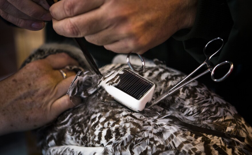 A GPS transmitter is custom-fitted to a snowy owl's back with Teflon ribbons. They fit underneath the feathers and around the wings like a snug backpack.