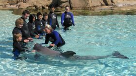 Cancer patients from Children’s Hospital take turns petting a dolphin at SeaWorld.