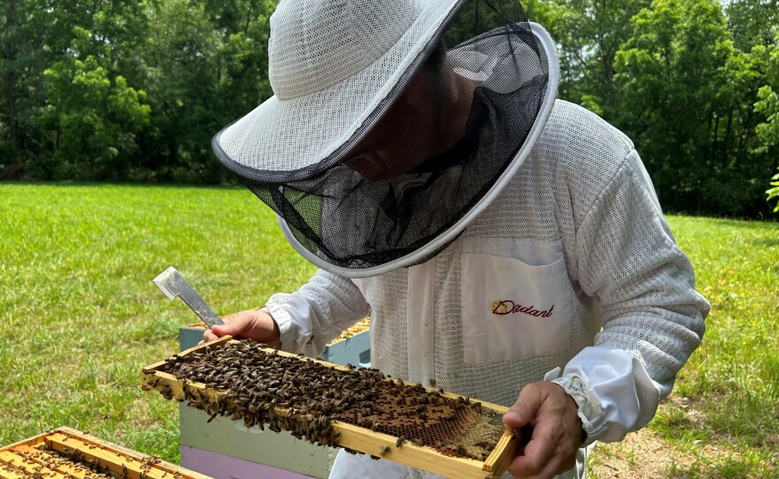 Beekeeper Steven Reese inspects his hives at Bennett Orchards in Frankford, Del.