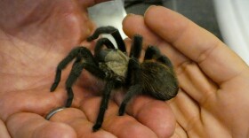 A festival goer gets to hold a tarantula in the education pavilion at the second annual Tarantula Festival in La Junta, Colorado.