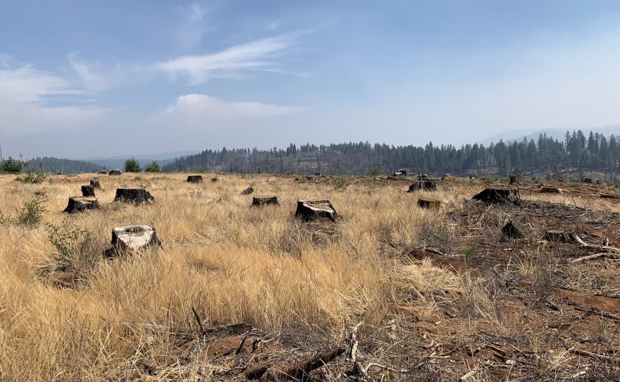 Stumps from recently logged trees in the footprint of the deadly Camp Fire. Some 40,000 trees have now been removed around Paradise.