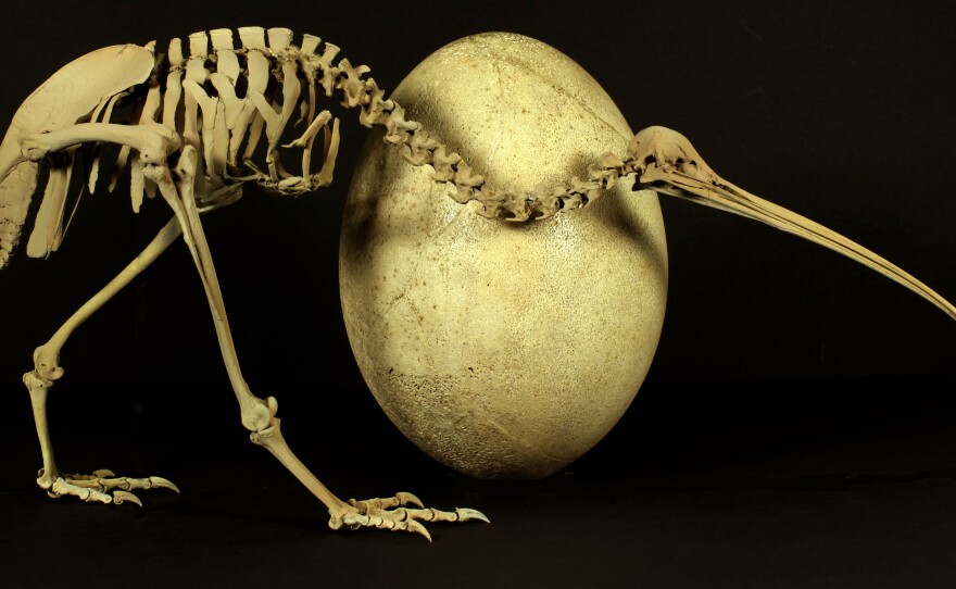 The egg definitely came before the chicken in this case — the skeleton is from a modern adult kiwi, the egg from its much bigger long-extinct cousin, Aepyornis maximus.