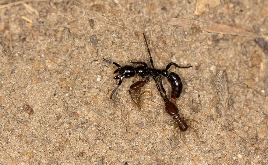 This wounded ant (Megaponera analis), with two termites clinging to it, is alive but likely too exhausted after battle to get back to the nest without help.