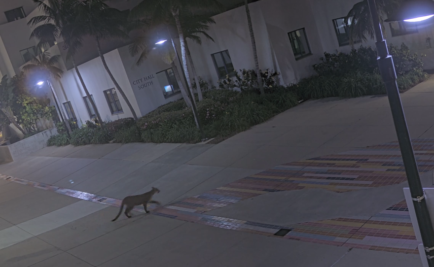 A mountain lion caught on security camera wandering around Oceanside City Hall, March 5, 2024.