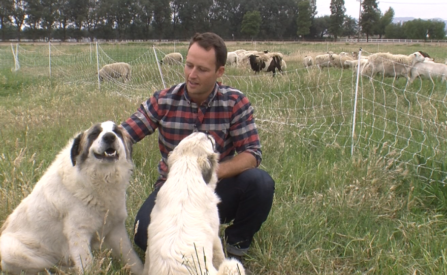 On May 25, 2015, Paul Greive pets two of the many dogs who protect the sheep, pigs and chickens on his Murrieta farm from predators.