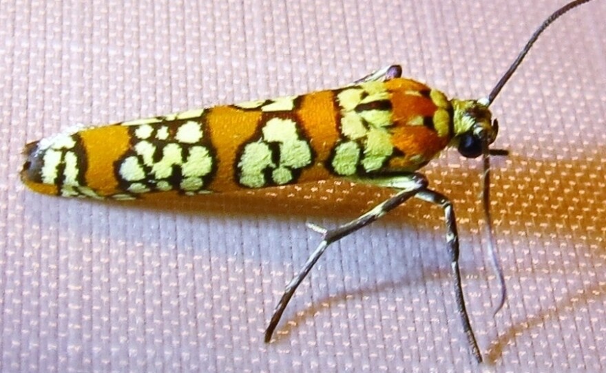 Bug enthusiast Anna Lindqvist uploads photos like this — of the Ailanthus Webworm Moth (Atteva aurea) to the iNaturalist app. Like a social network for wildlife, her location paired with the photo help both amateur and expert naturalists identify the species.