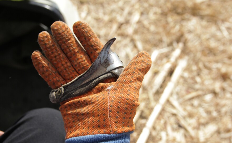 Ardith Clair shows the glove and hook she uses to husk at the Illinois State Corn Husking Competition.