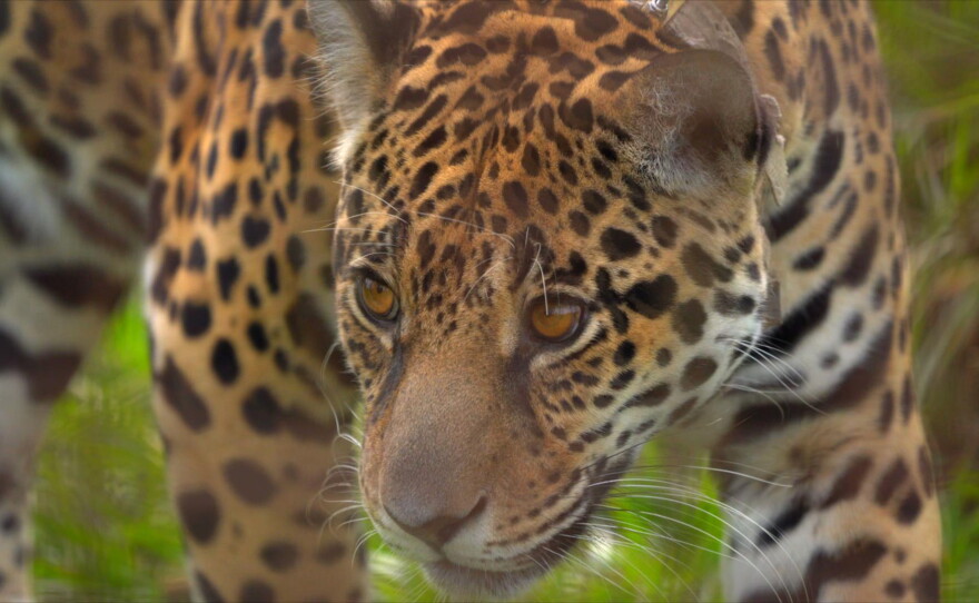A jaguar at the San Alonso Reserve inside the Iberá National Park, Argentina.