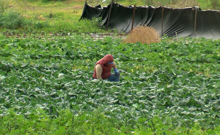 A worker is shown harvesting food at Rodriguez Family Farms on Jan. 10, 2024.