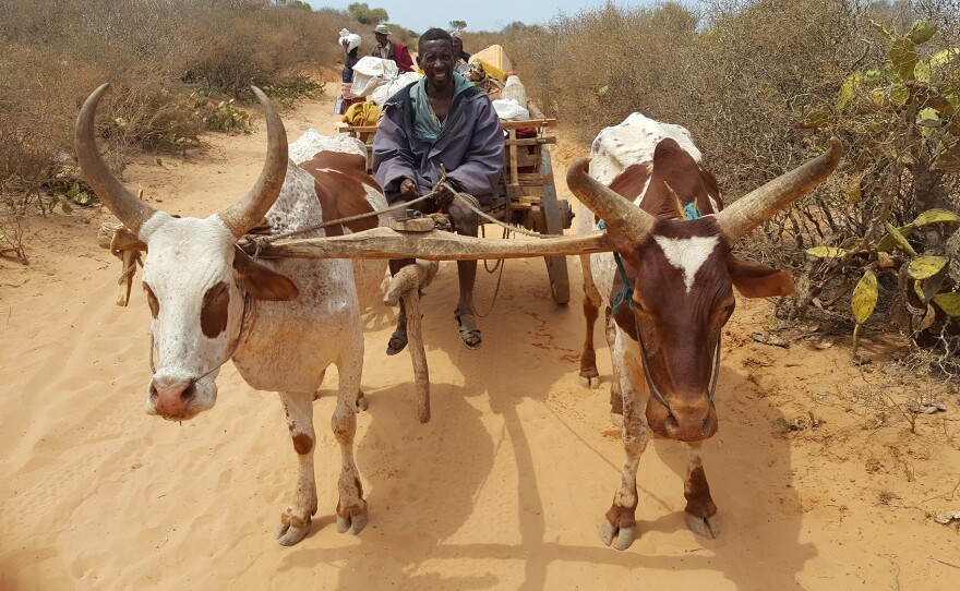 A man starts a three-hour journey back home after collecting food for his family and neighbors from a food distribution center run by the World Food Programme in southern Madagascar.