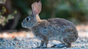 A healthy riparian brush rabbit in an undated photo.