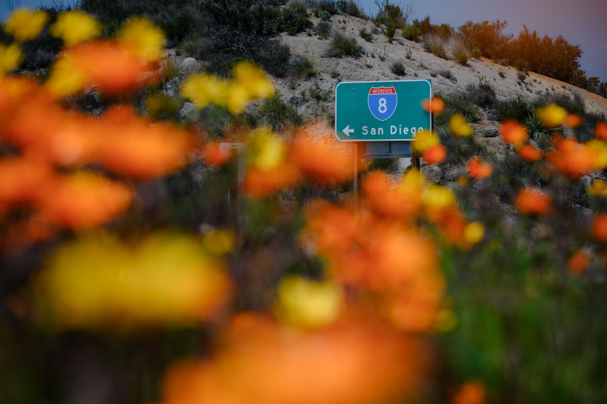 Clusters of African daisies bloom next to an overpass along Interstate 8 near Alpine, California on March 20, 2024. The bright orange and yellow flowers, easily mistaken for native California poppies, are the remnants of a decades-old federal wildflower program.