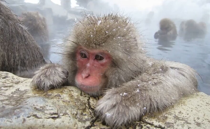 When snow monkeys get cold, their goose bumps fluff up their hair, trapping an insulating layer of air.