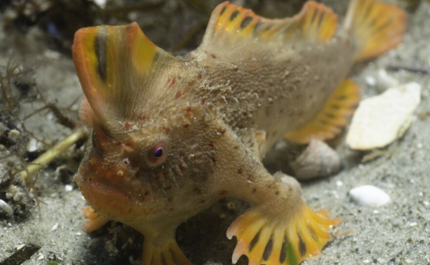 A new population of the rare red handfish, which gets around by "walking" slowly along the seafloor, has been found off Tasmania, Australia.