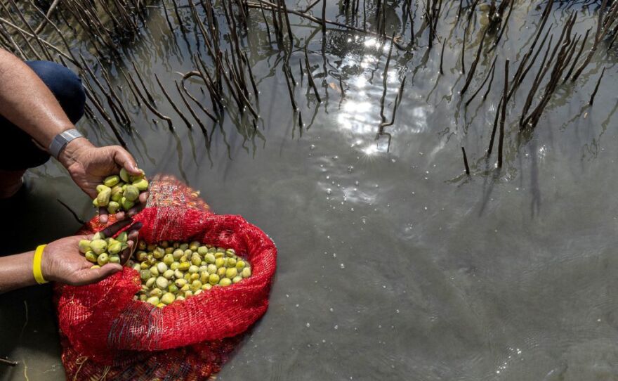 Sayed Khalifa, the head of Egypt's Syndicate of Agriculture, holds mangrove fruits during a tour of a reforestation project. The newly-planted mangroves are part of a program to boost biodiversity, protect coastlines and fight climate change and its impacts.