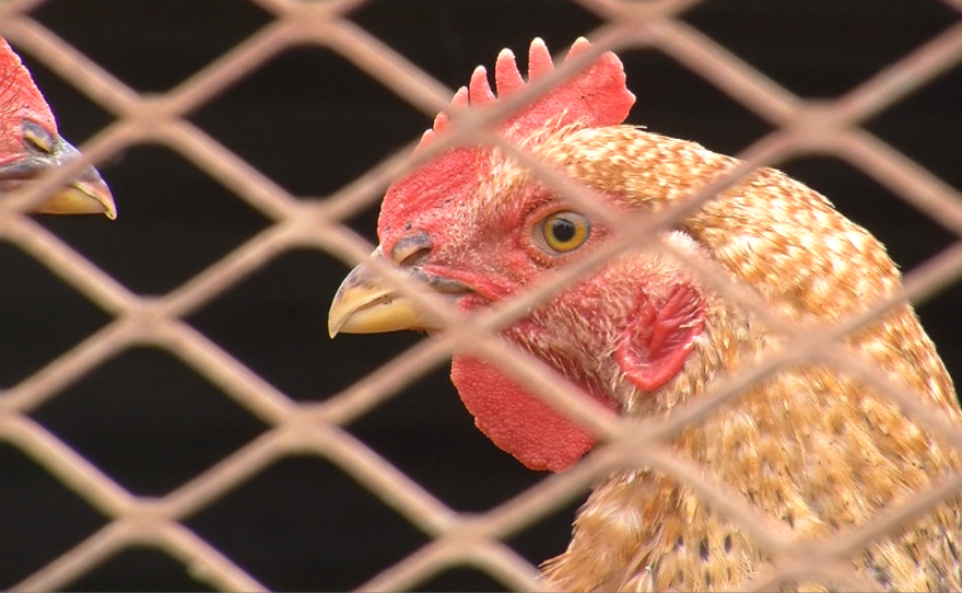 A chicken is pictured on the Primal Pastures farm in Murrieta, May 25, 2015.