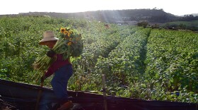 A migrant farm worker is shown harvesting sunflowers in Carlsbad, Feb. 23, 2015.