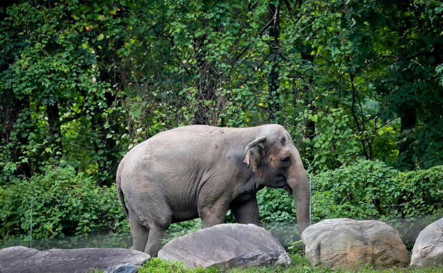 Bronx Zoo elephant "Happy" strolls inside the zoo's Asia Habitat in New York, Oct. 2, 2018.
