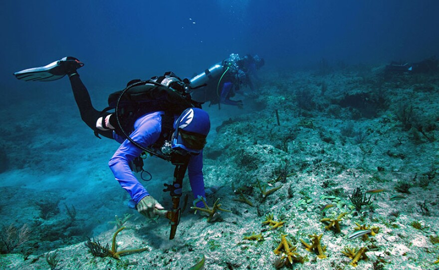 Coral fragments are grown in a pioneering nursery and then transplanted into struggling parts of the reef in order to give it a better chance of future survival.