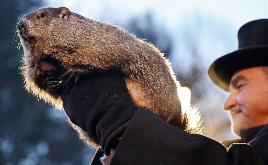 Groundhog Club co-handler John Griffiths holds Punxsutawney Phil during the annual celebration of Groundhog Day on Gobbler's Knob in Punxsutawney, Pa.