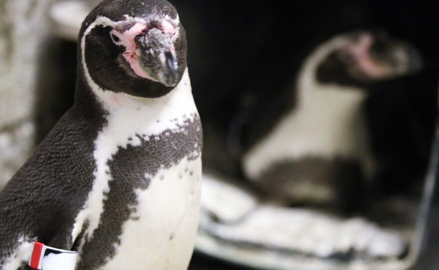 The zoo says Lima (front left) and Elmer (back right) will be considered to foster future eggs if all goes well.