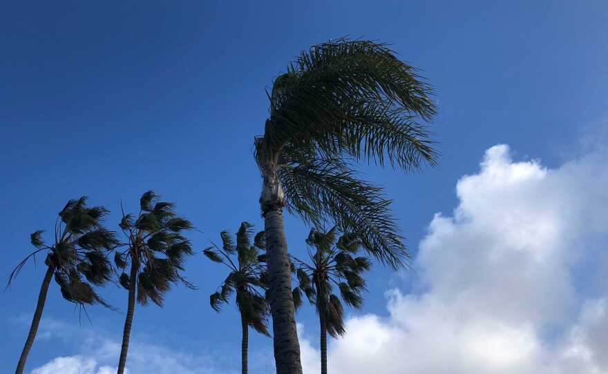 Wind blows through palm trees in San Diego, Calif. Feb. 22, 2023.