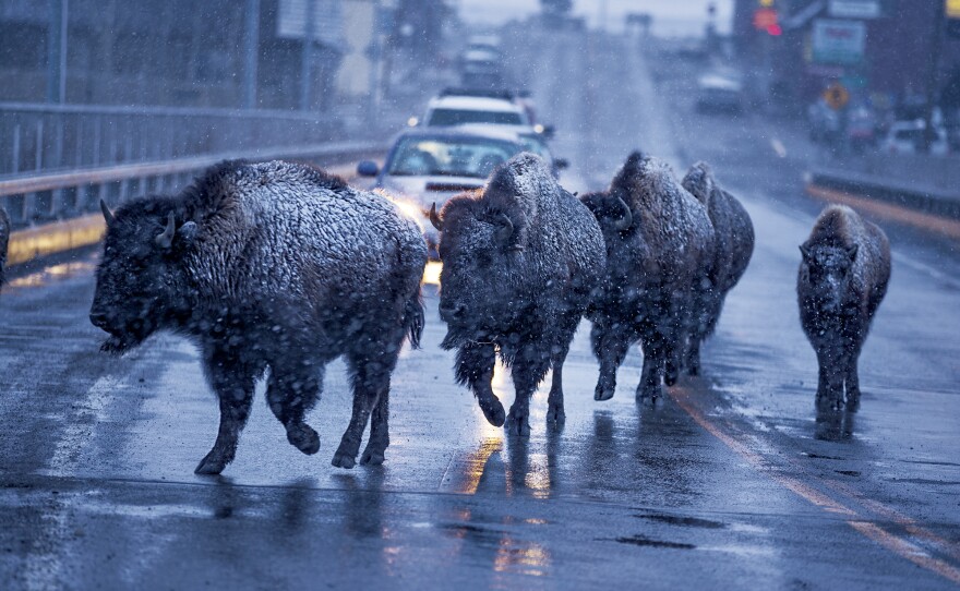 Yellowstone bison set the pace of traffic over the Highway 89 bridge in Gardiner, Mont., on the park's northern border. Winter pushes the bison out of the park to lower elevations in search of food, a migration that comes into conflict with agriculture and development.