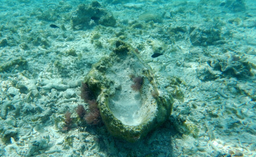 A giant clam shell, riddled with wormholes, sits amid dead coral from "chopper" boat operations.