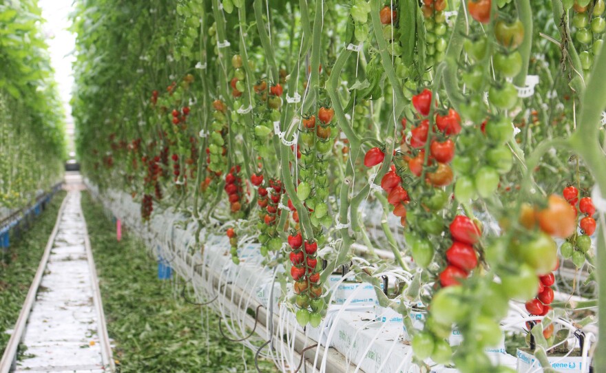 Inside one of Mastronardi Produce Sunset Grown's greenhouses, tomato vines hang on lines that can be adjusted so that the tomatoes are always at a height that's convenient for harvesting.