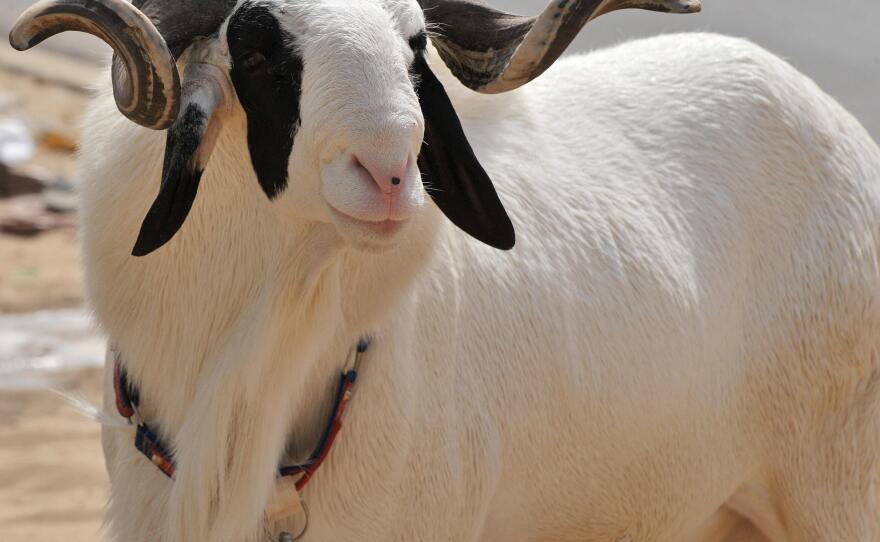 A sheep for sale in a market in Dakar, Senegal. Sometimes sheep are stolen. The owner might post a photo on a "found and lost" Facebook page in hope of recovering the ruminant.