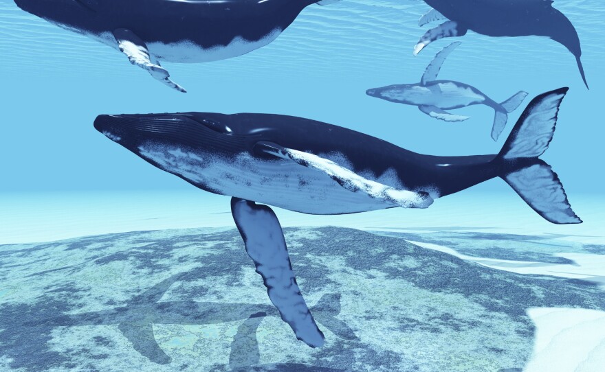 The sounds of the humpback whale change between seasons, years, and populations.