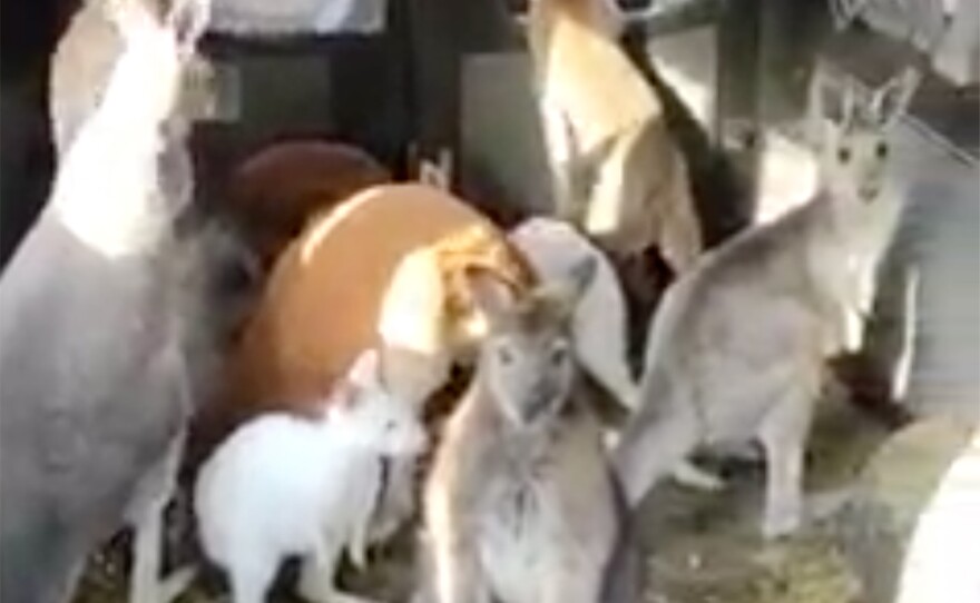 Video from the Feldman Ecopark's Facebook page shows a man driving a van full of marsupials. It took off on social media, drawing attention to the Kharkiv zoo's war casualties and mission to evacuate its animals to safety.