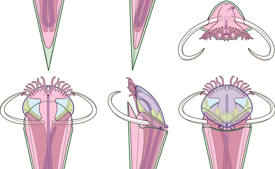 Different views of Haplophrentis. The shells are shown as see-through to render the tentacles of the lophophore visible. In the lower images, the lophophore is reaching out to feed, with the pair of spines rotated downwards to support the body.