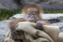 A 2-week-old male orangutan infant, Kaja, in his habitat at the San Diego Zoo, Jan. 18, 2022.
