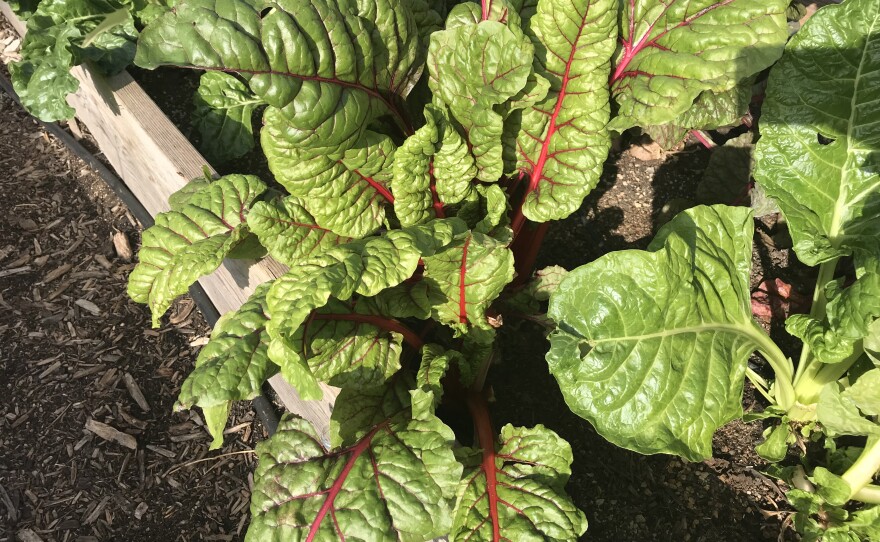 Lettuce gown by the IRC's Youth FarmWorks & Cafe Program.