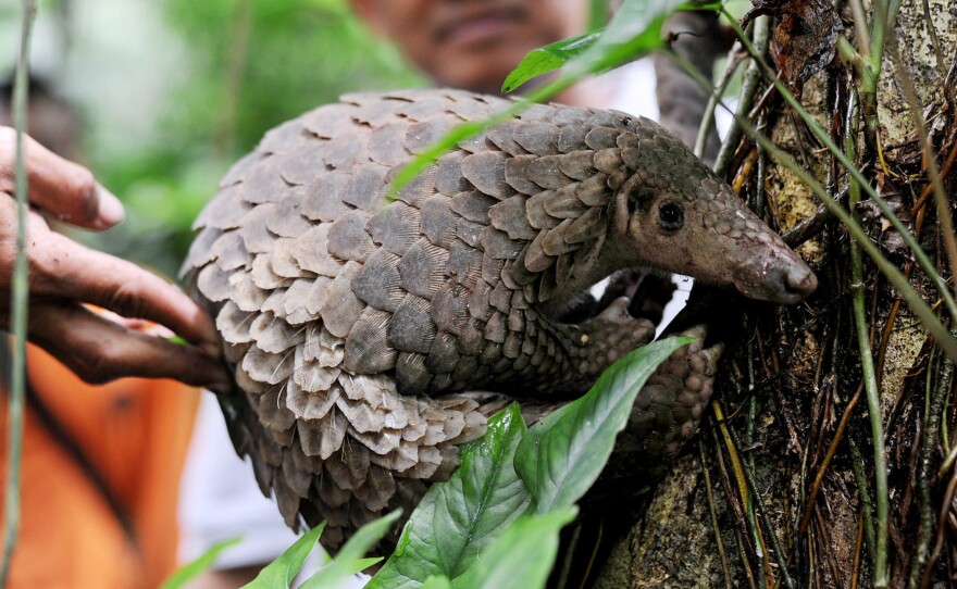 A pangolin is released into the wild by officials at a conservation forest in Indonesia in 2013. The animal was among 128 pangolins confiscated by customs officers from a smuggler's boat off Sumatra.