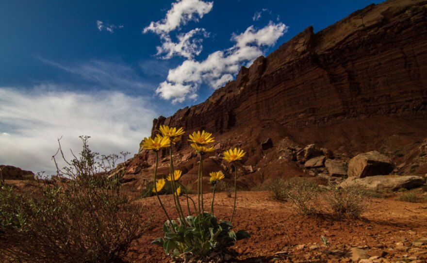 Flowers bloom in Capitol Reef State Park in Utah.