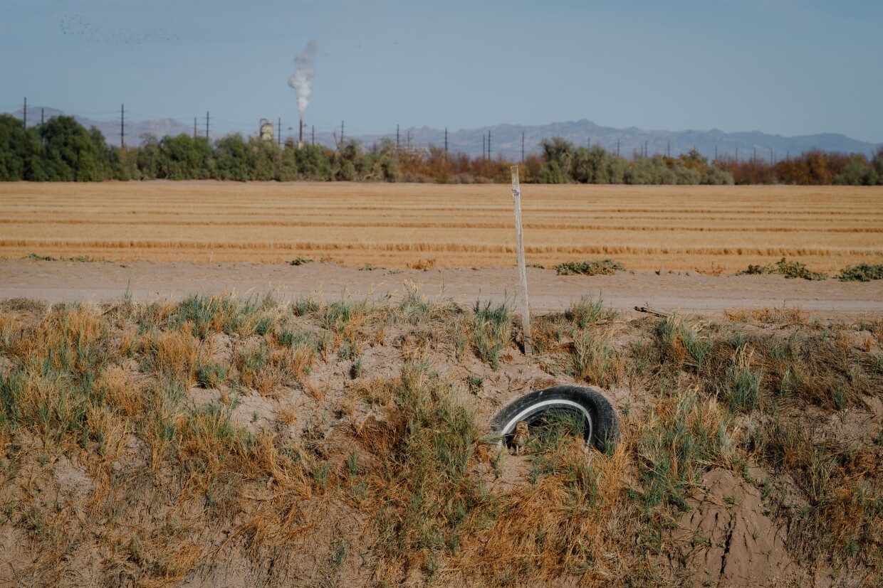 A burrowing owl nests in a tire near the south end of the Salton Sea in Calipatria, California. The Imperial Valley is home to more than 60 percent of the state's burrowing owls.