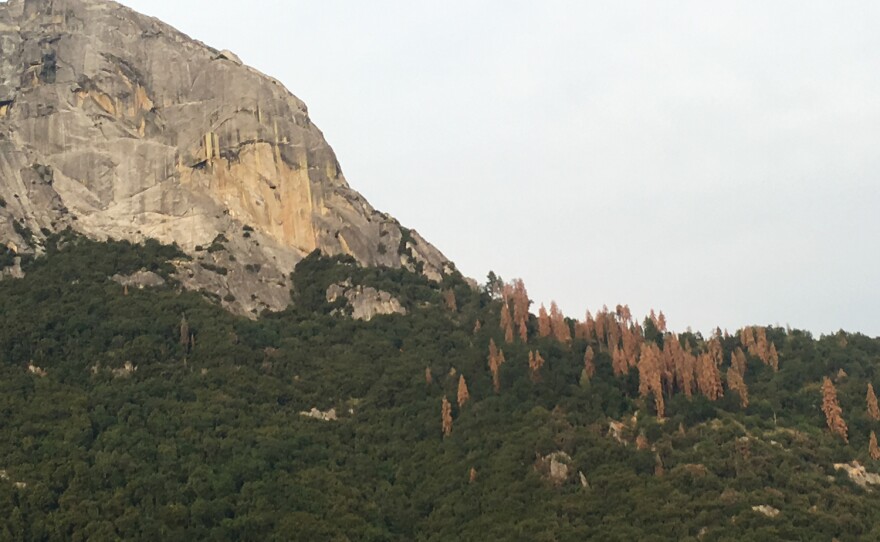 A patch of brown, dying trees stands out against the sky and treeline of Sequoia National Park.