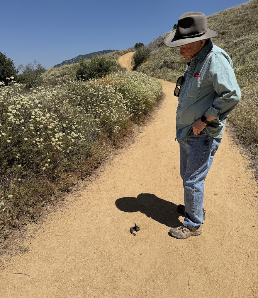 Richard Louv stands next to scat on the Volcan Mountain Trail on June 16, 2026.