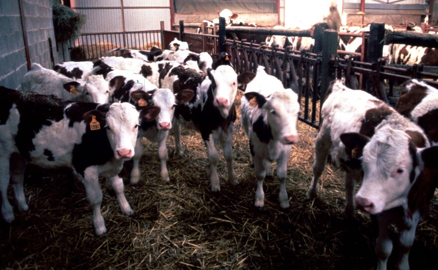 Cows in England suspected of having mad cow disease in 1996. The illness was traced to particular proteins that gummed up brain tissue because they didn't fold properly.