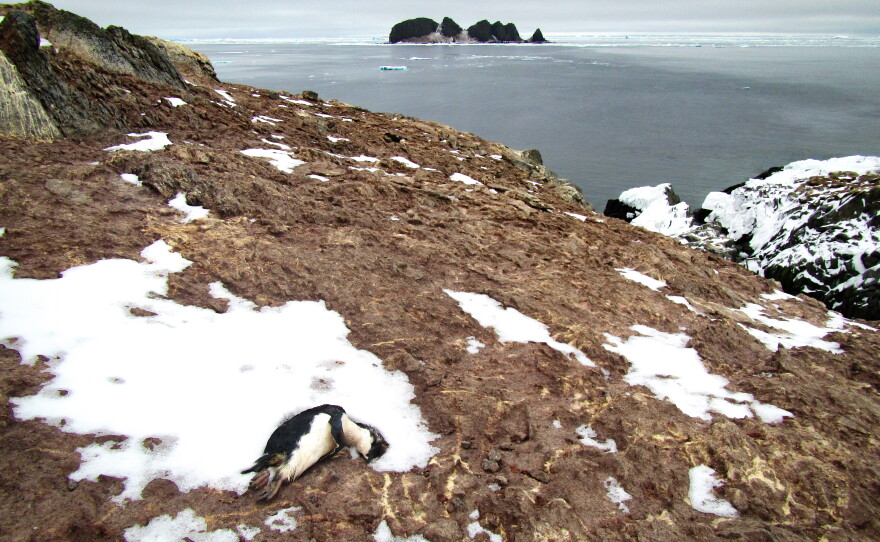 A view of the Adélie penguin colony at Beagle Island, one of the Danger Islands. A few penguin carcasses are scattered on the rocks.