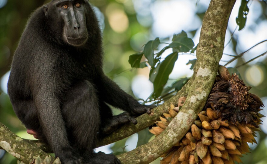 Tarzan, an alpha male, in a tree.
