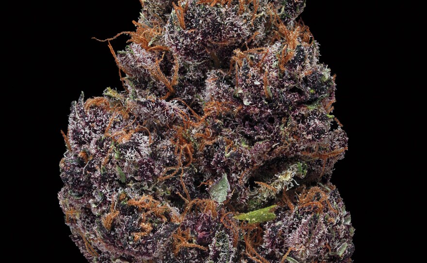 Black Cherry Soda. Smell/Taste: cherry, creamy, berry. Common effects: relaxed, euphoria, lazy. Top medicinal uses: stress and pain.
