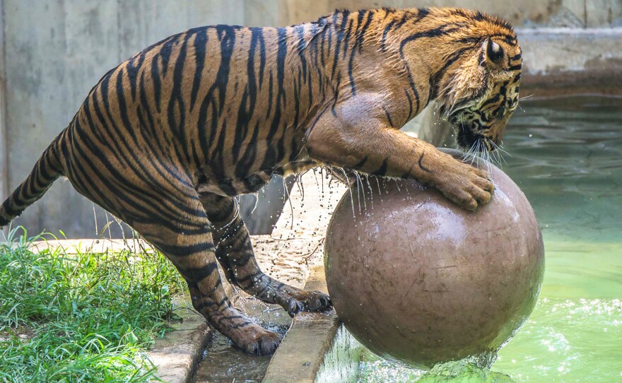 Bandar, a male tiger, plays with a ball made of tough plastic in the pool to keep cool on a hot day at the National Zoo.